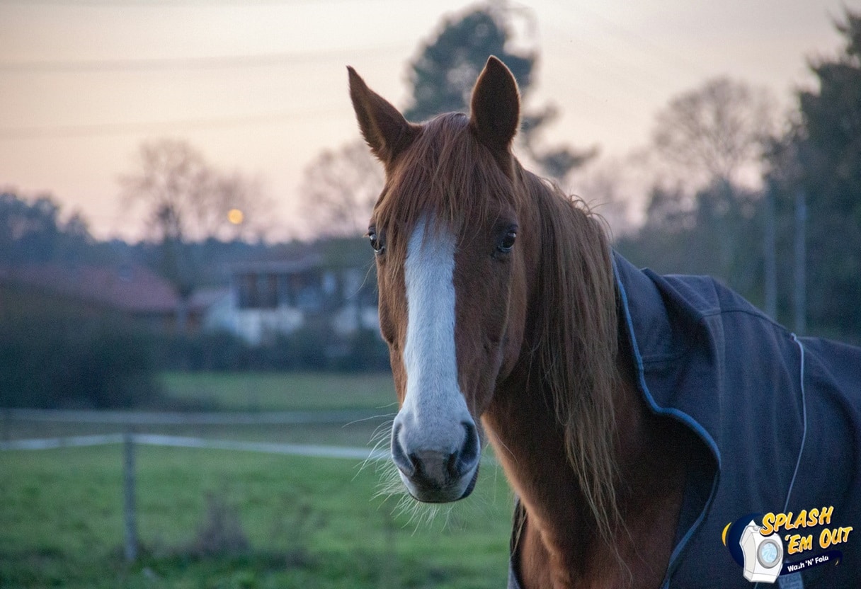 Equine Laundry Service 40386, KY