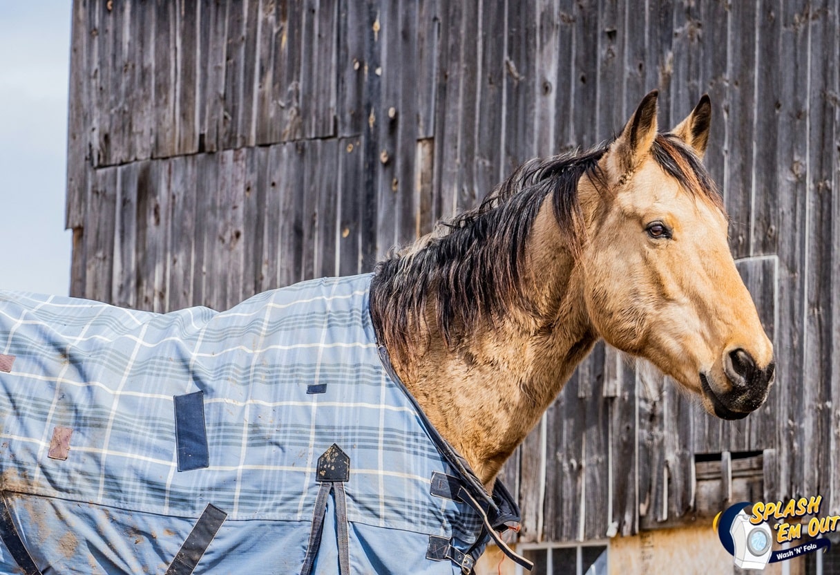 Equine Laundry Service 40390, KY