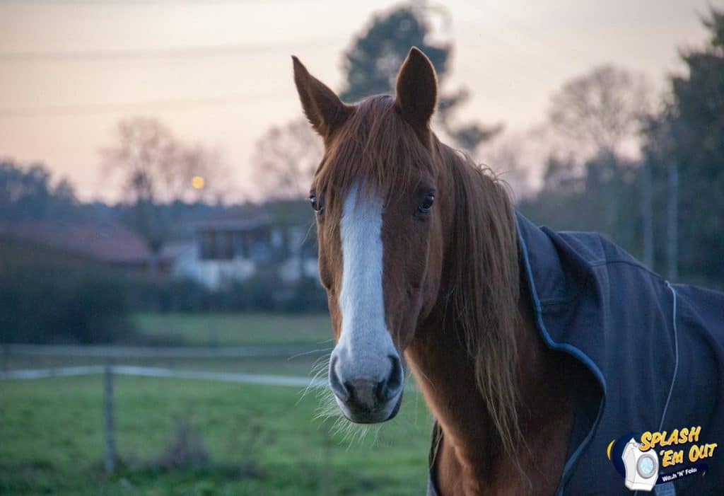 Equine Laundry Service 40508, KY