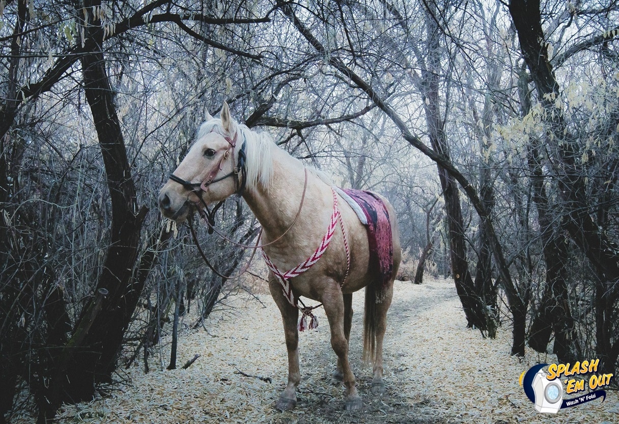 Equine Laundry Service 40536, KY