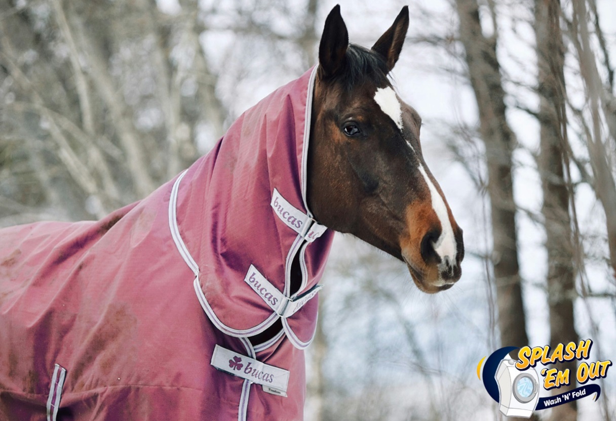 Equine Laundry Service Cazenovia, KY