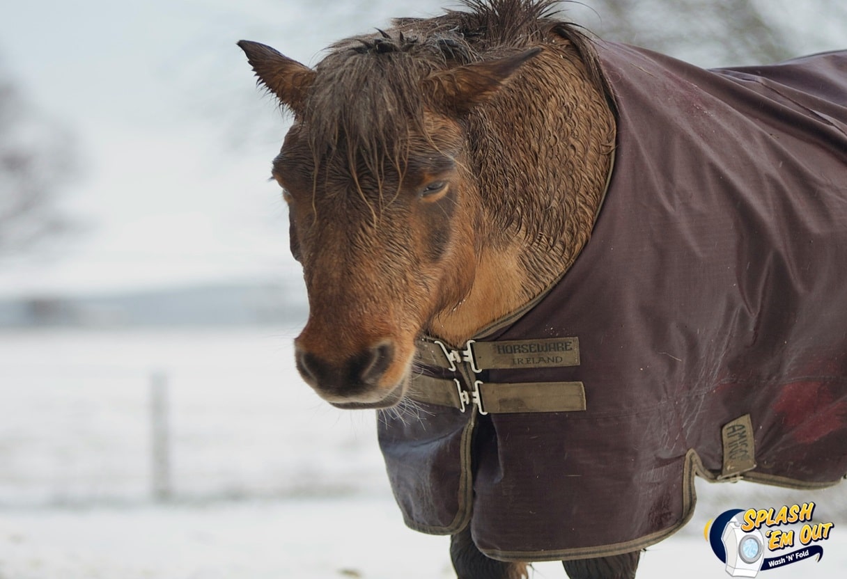 Equine Laundry Service Davistown, KY