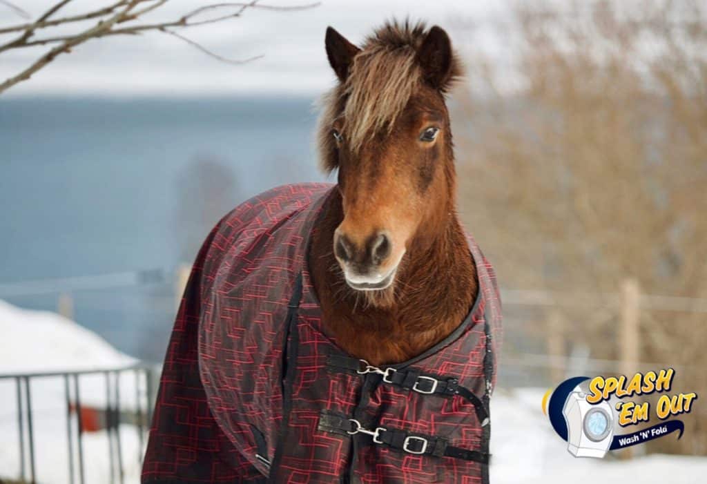 Equine Laundry Service Doylesville, KY