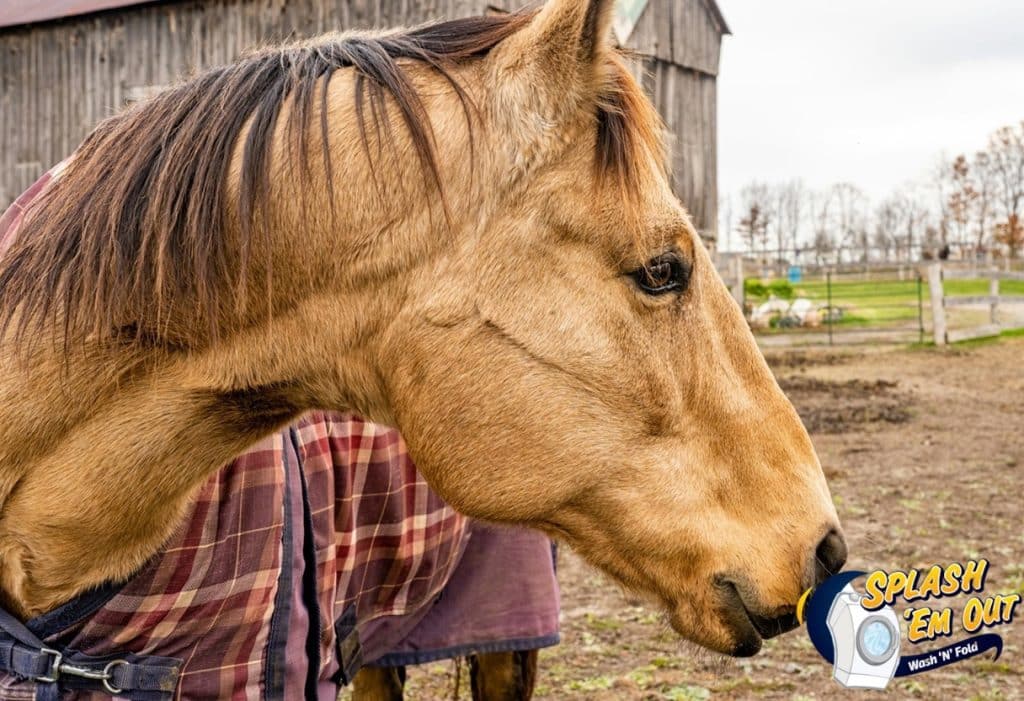 Equine Laundry Service Fayette County, KY