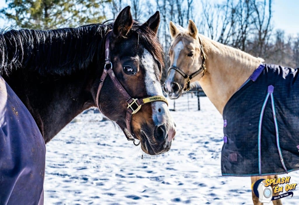 Equine Laundry Service Lawrenceburg, KY