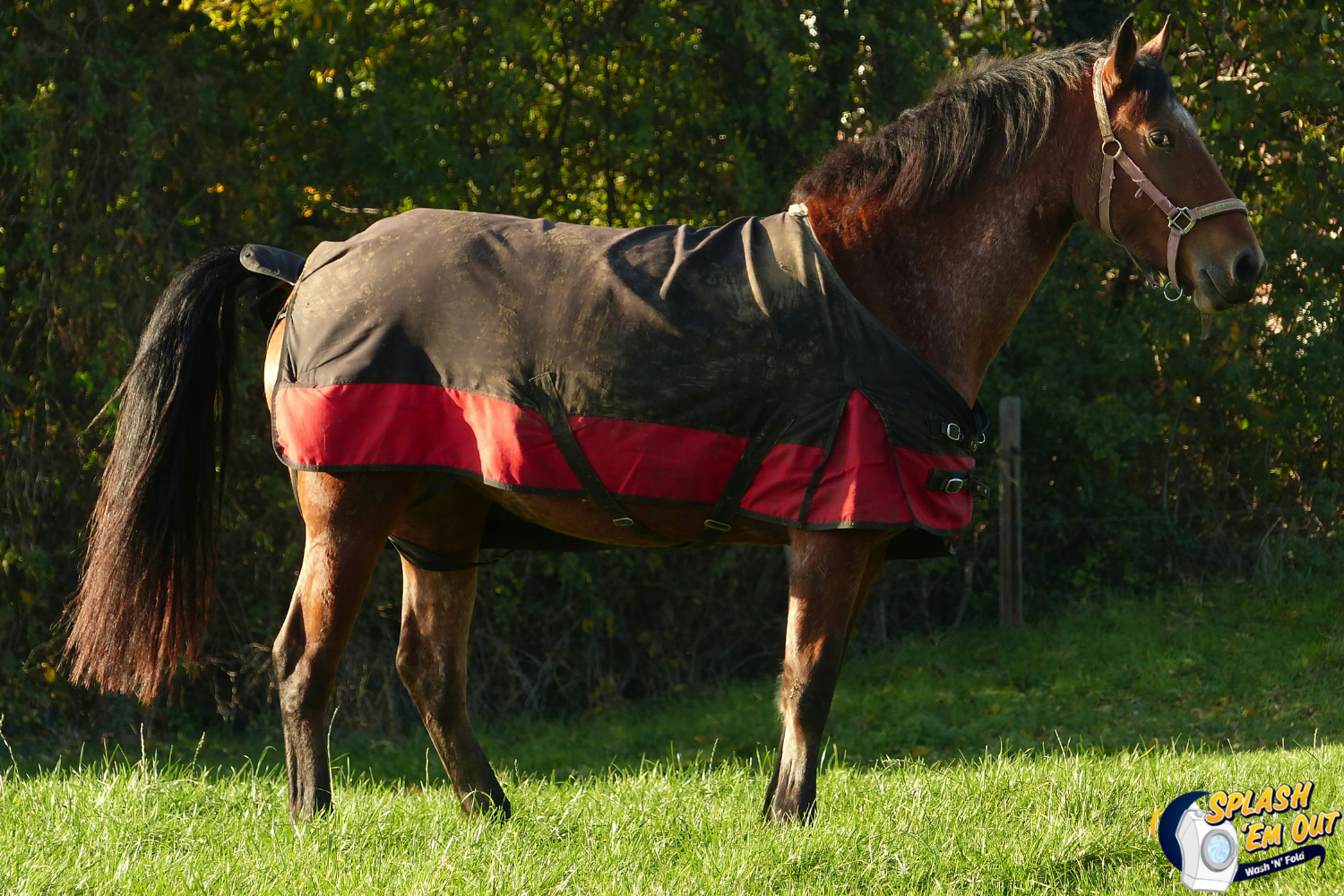 Equine Laundry Service Madison County, KY
