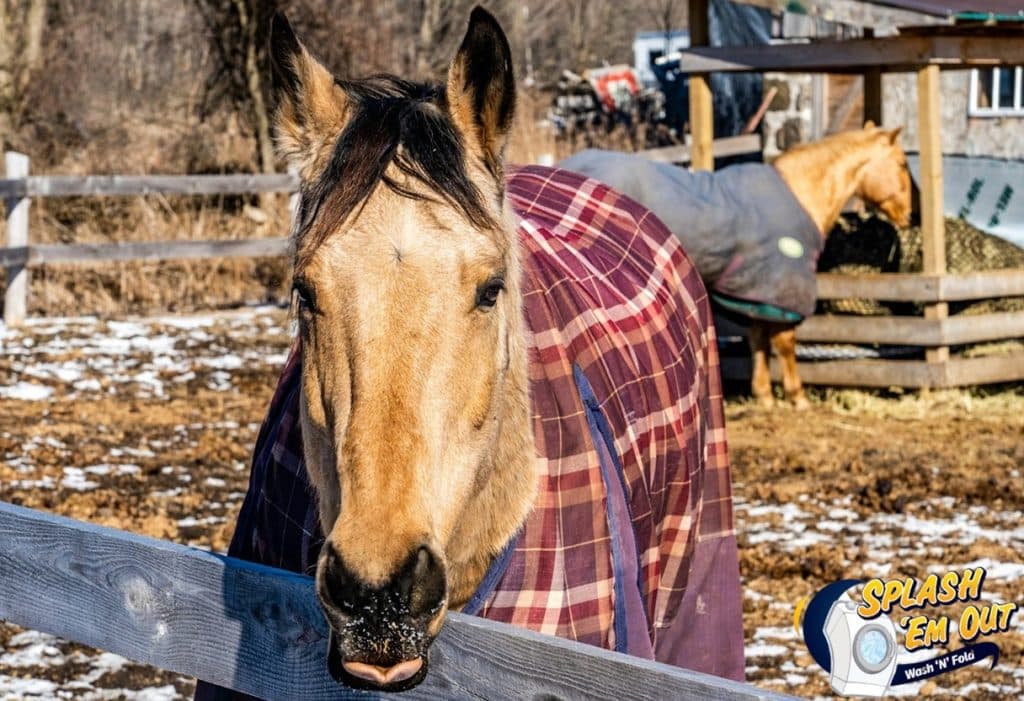 Equine Laundry Service Stamping Ground, Kentucky